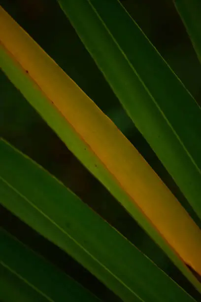 Photo of Macro of yellowing finger on Saw Palmetto frond