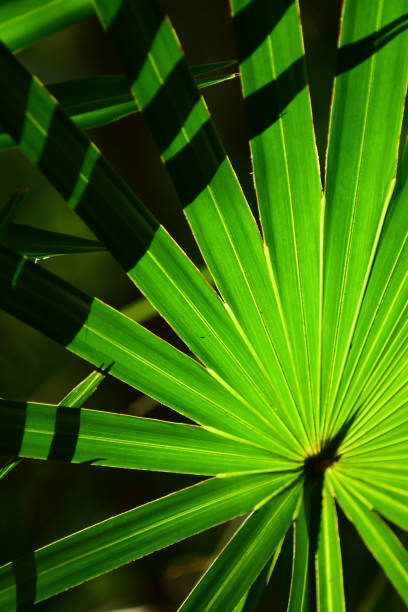 sierra palmetto frond retroiluminado en la luz del sol con sombras lineales en la parte superior izquierda - florida palm tree sky saw palmetto fotografías e imágenes de stock