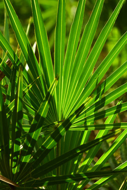 saw palmetto frond with other frond fingers in frame corner - florida palm tree sky saw palmetto imagens e fotografias de stock