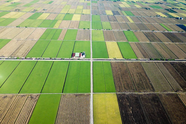 istock Agriculture: Paddy Field in Selangor, Malaysia 1190085129