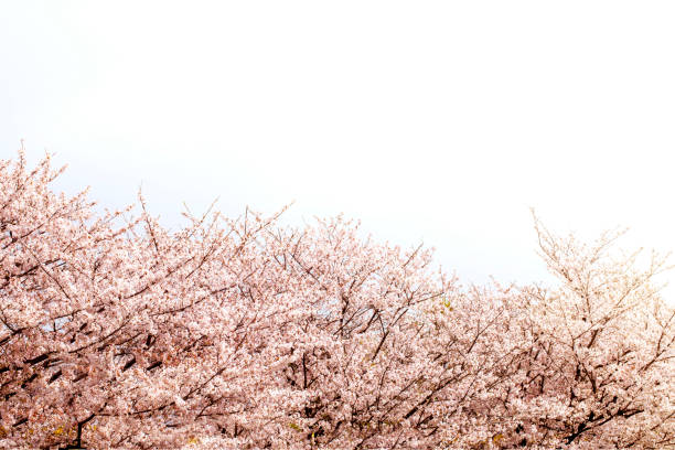 Beautiful cherry blossom sakura in spring time over white sky.Cherry blossom in full bloom.