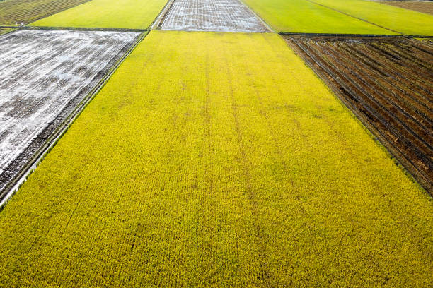 istock Agriculture: Paddy Field in Selangor, Malaysia 1190085288