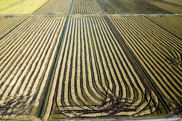 A drone view on paddy field in Selangor, Malaysia.