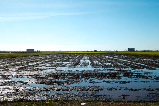 istock Agriculture: Paddy Field in Selangor, Malaysia 1190085504