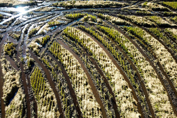 istock Agriculture: Paddy Field in Selangor, Malaysia 1190085536