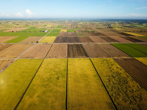 istock Agriculture: Paddy Field in Selangor, Malaysia 1190086093