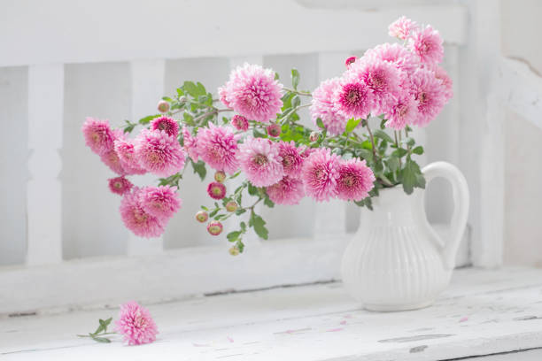 colorful floral background. colorful flowers as background. close up of pink chrysanthemum flowers