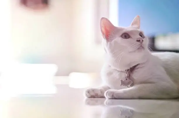 Photo of Siamese cat is the Thai domestic cat, very cute and smart pet in house, beautiful white cat looking and take some rest on the tile floor