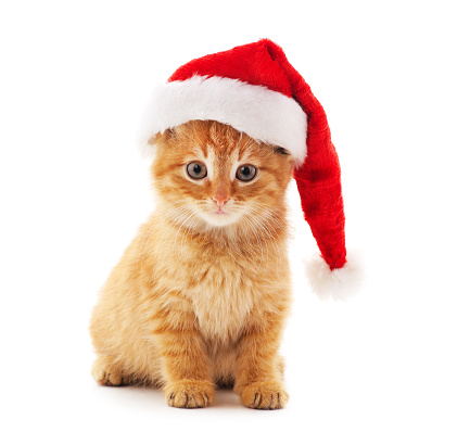 Cat dress up santa with gift and Christmas decoration at home.