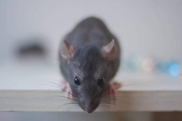 istock Gray rat on a white background. Muzzle and nose. Looks 1190092469