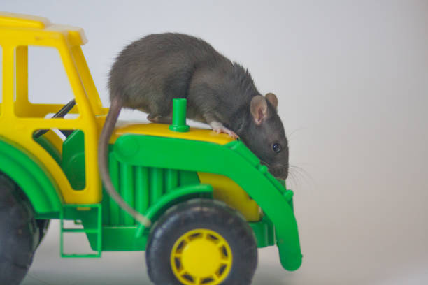 istock Rat is a grain pest. Rat and agricultural machinery 1190092476
