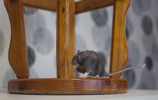 istock Rat. Gray mouse on a chair riding. 1190092509