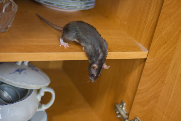 istock Rat. The mouse is gray on the shelf amid the 1190092549