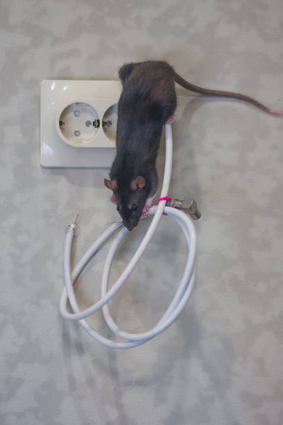 istock Rat. The mouse is gray on the wires. The 1190092562