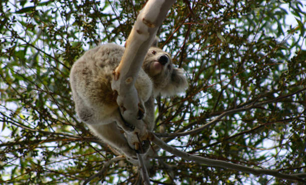coala nativo - koala bear animals in the wild perching - fotografias e filmes do acervo
