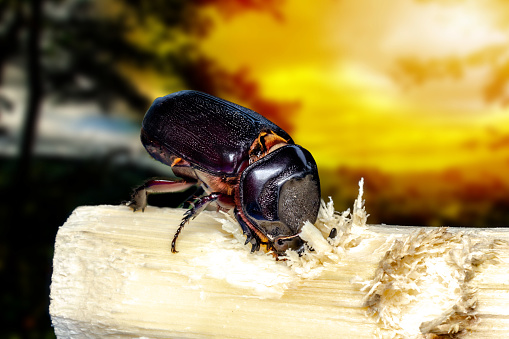 Small insect
Dynastinae in a large tropical forest, macro photo