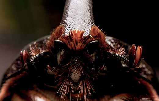 Small insect
Dynastinae in a large tropical forest, macro photo