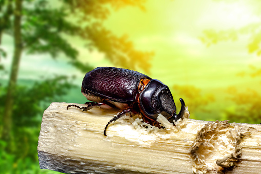 Small insect
Dynastinae in a large tropical forest, macro photo