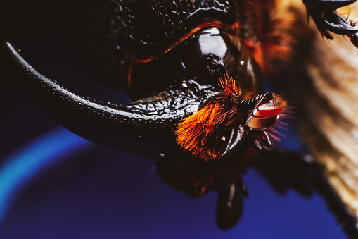 Small insect
Dynastinae in a large tropical forest, macro photo