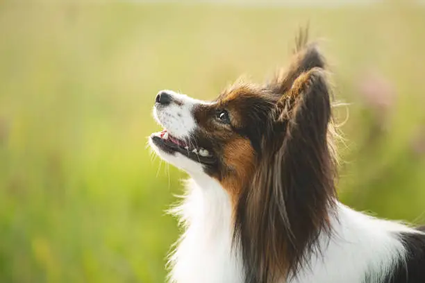 Close-up Portrait of cute and beautiful papillon dog standing in the green grass in summer. Profile image of Gorgeous and happy Continental toy spaniel outdoors on sunny day