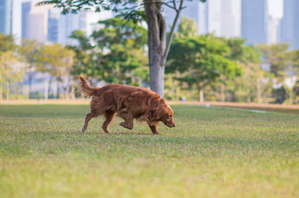 istock Golden retriever running on the grass 1190096584