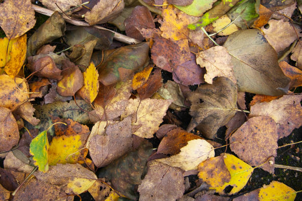 istock texture, fallen autumn leaves lie on the ground 1190097404