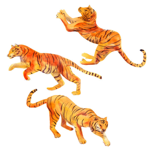 istock Watercolor illustration tiger set, hand drawn group animal, isolated object on white background. 1190098730