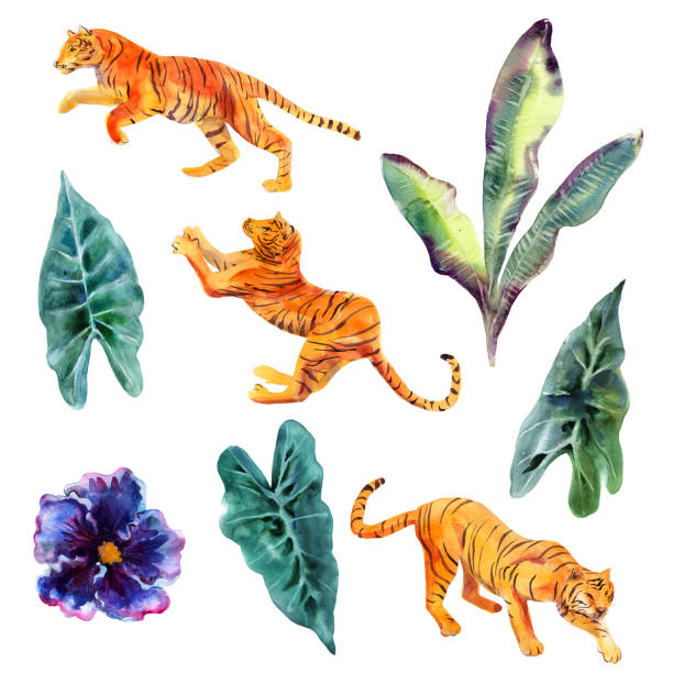 Watercolor illustration tropical set, hand drawn group tropical plants and tigers, isolated object on white background. Watercolor illustration tropical set, hand drawn group tropical plants and tigers, isolated object on white background. banana tree stock illustrations