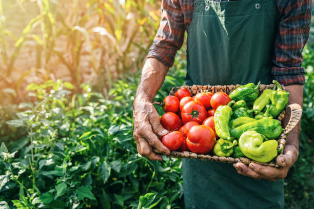 istock Mature farmer carrying vegetables in basket 1190099910