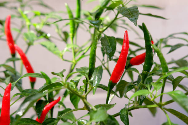 istock Fresh red chili pepper plant 1190099957