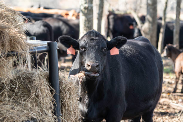 istock Angus cow eating at hay feeder 1190100511