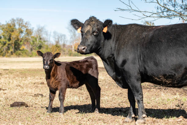 istock cow-calf pair in autumn pasture 1190100736