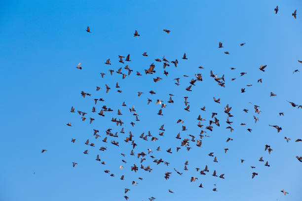 istock many birds pigeon flying in the sky 1190102611