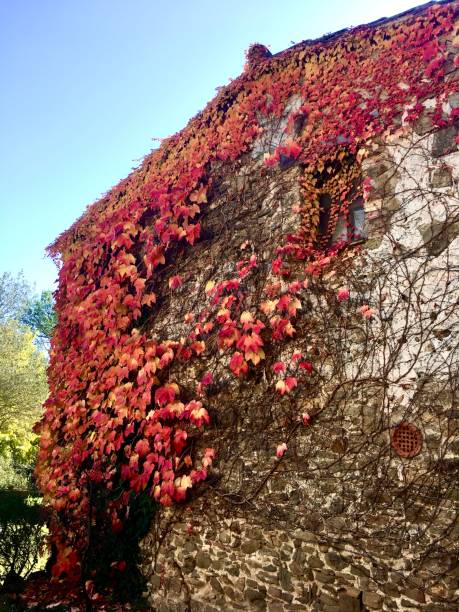 istock Red plant outside old house 1190102842