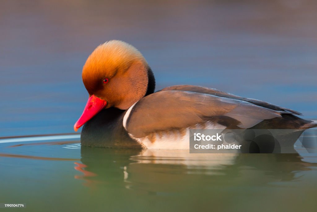 Nahaufnahme männlich rot-crested pochard duck (netta rufina) in Wasser - Lizenzfrei Aythyinae Stock-Foto