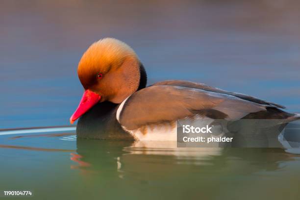 Nahaufnahme Männlich Rotcrested Pochard Duck In Wasser Stockfoto und mehr Bilder von Aythyinae