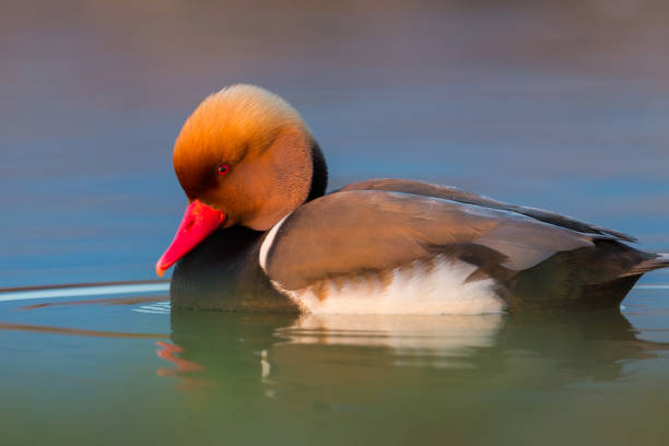 close-up male red-crested pochard duck (netta rufina) in water natural close-up male red-crested pochard duck (netta rufina) in water netta rufina stock pictures, royalty-free photos & images