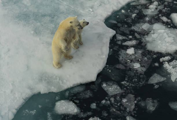 istock Polar bear family 1190106398