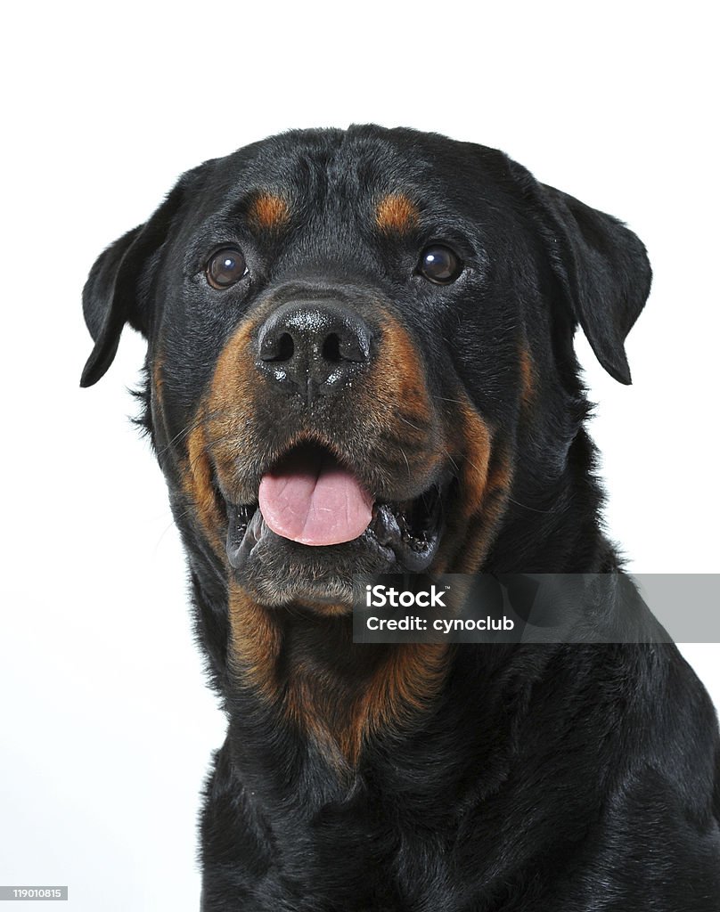 Jefe de rottweiler - Foto de stock de Alerta libre de derechos