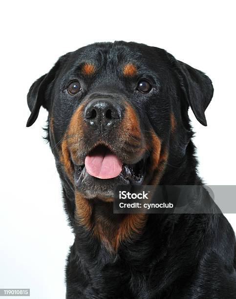 Jefe De Rottweiler Foto de stock y más banco de imágenes de Alerta - Alerta, Amistad, Animal