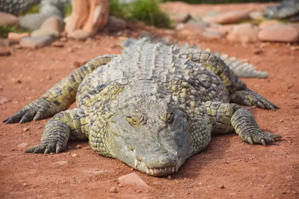 Photo of Crocodiles, alligators living in freedom