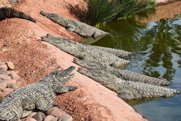 istock Crocodiles, alligators living in freedom 1190108671