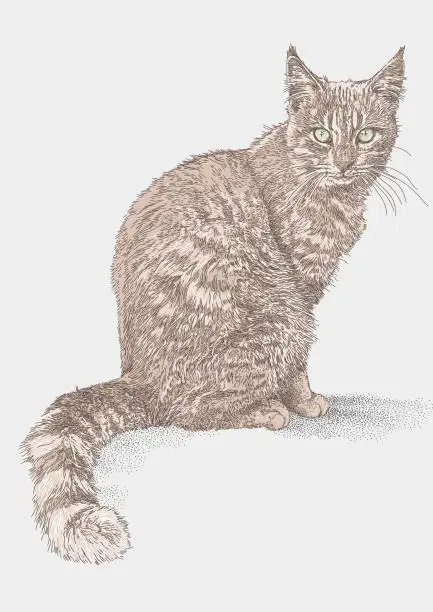 Vector illustration of Domestic Ginger Tom Cat Seated