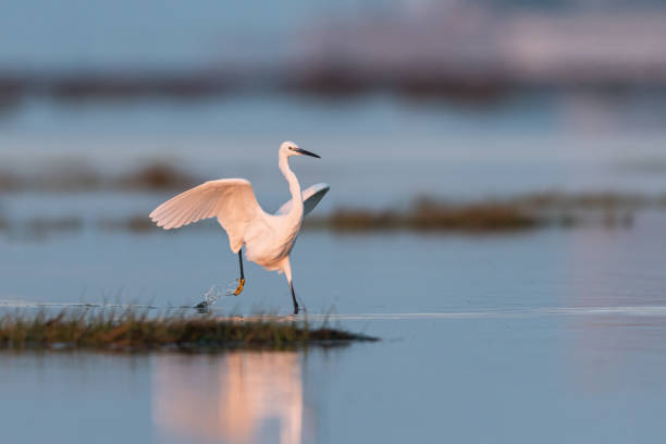 istock Little egret (Egretta garzetta) running in the water during sunrise 1190109352
