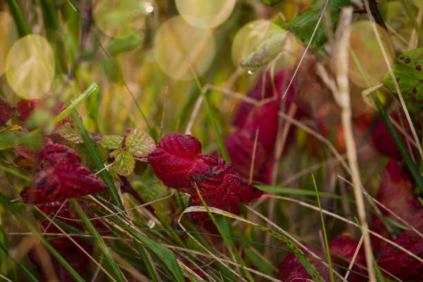 Red leafs macro shot