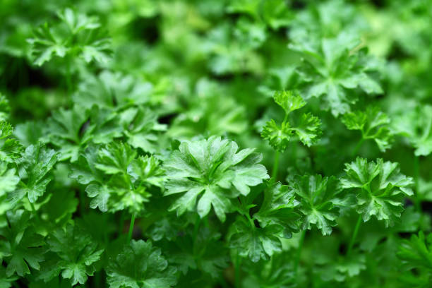 istock Cilantro mature green twigs growing, top view. Bokeh effect. 1190110066