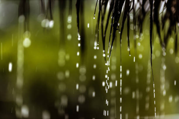 Close up of raindrops falling from leaves.