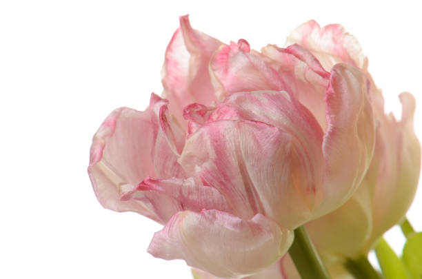 istock close up pink faded tulip isolated on white 1190118741