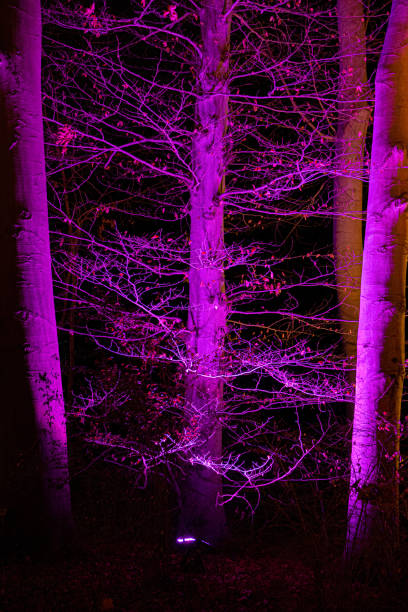 istock Bright purple neon illuminated branched tree trunk of deciduous tree with branches and twig. Fantasy illumination of trees in Christmas Garden Berlin. Unusual color wood textures 1190120805