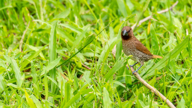 istock Scaly-Breasted Munia perching on a dried small perch,  looking into a distance 1190121817